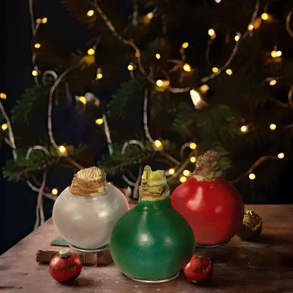 amaryllis bulbs in wax – Decor Steals