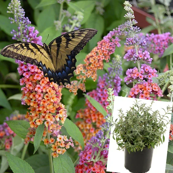 Buddleia Bi-Color – Decor Steals
