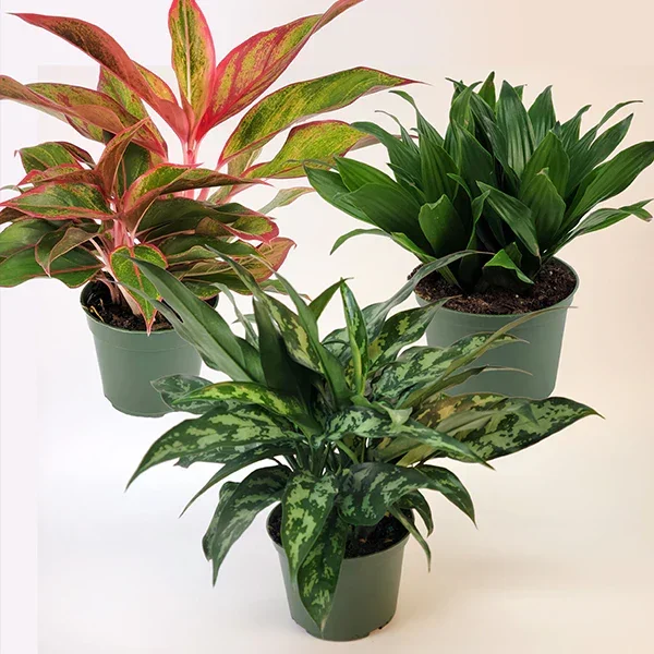 Houseplant Island Collection, Set of 3 – Decor Steals